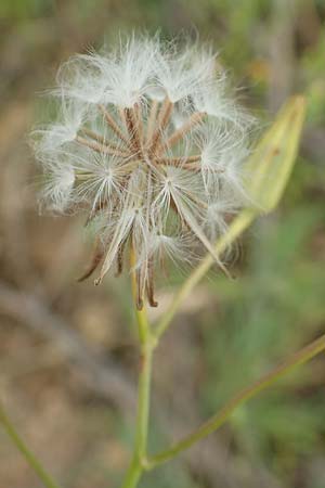 Crepis pulchra / Small-Flowered Hawk's-Beard, D Eisenberg 16.6.2018