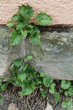 Campanula portenschlagiana \ Dalmatiner Glockenblume, Mauer-Glockenblume, D Pfalz, Speyer 17.6.2018