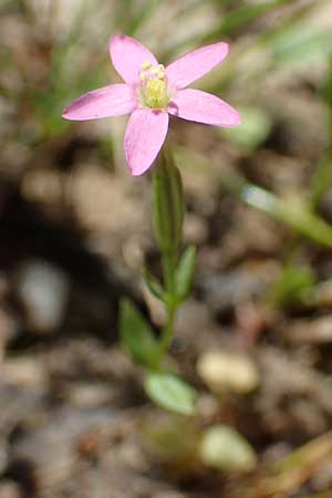 Centaurium pulchellum \ Kleines Tausendgldenkraut / Branched Centaury, D Drover Heide 9.7.2018