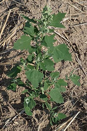 Chenopodium probstii \ Probsts Gnsefu / Probst's Goosefoot, D Bamberg 5.9.2018