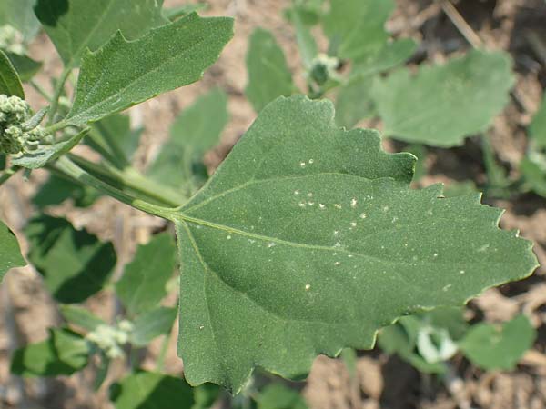 Chenopodium probstii \ Probsts Gnsefu / Probst's Goosefoot, D Bamberg 5.9.2018