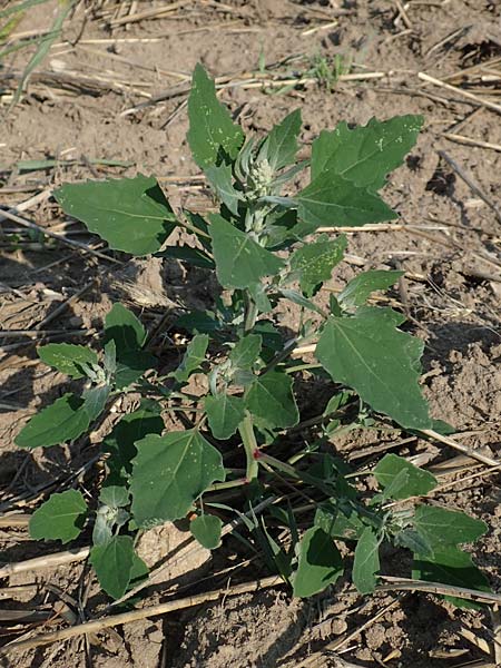 Chenopodium probstii \ Probsts Gnsefu / Probst's Goosefoot, D Bamberg 5.9.2018