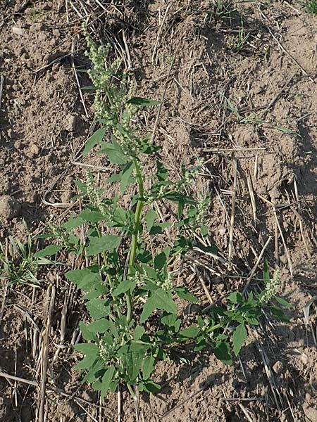 Chenopodium probstii \ Probsts Gnsefu, D Bamberg 5.9.2018