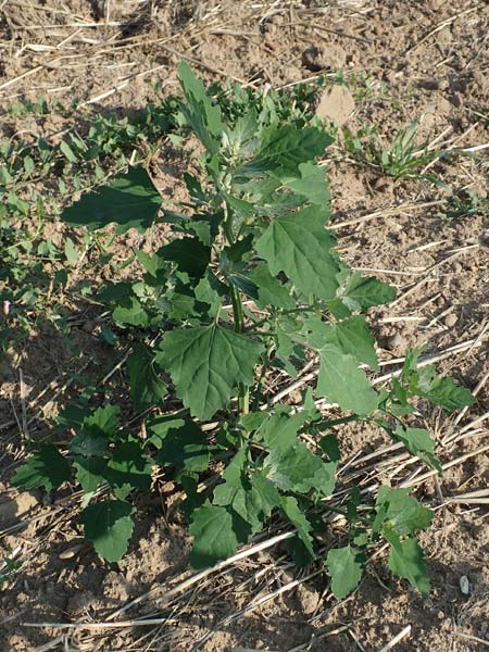 Chenopodium probstii \ Probsts Gnsefu / Probst's Goosefoot, D Bamberg 5.9.2018