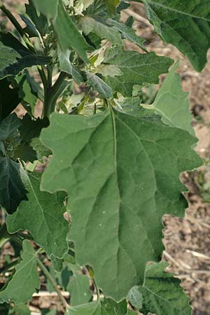 Chenopodium probstii \ Probsts Gnsefu / Probst's Goosefoot, D Bamberg 5.9.2018