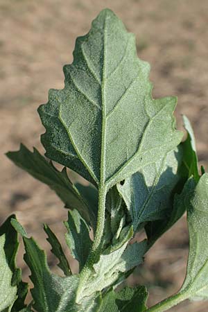 Chenopodium probstii \ Probsts Gnsefu / Probst's Goosefoot, D Bamberg 5.9.2018