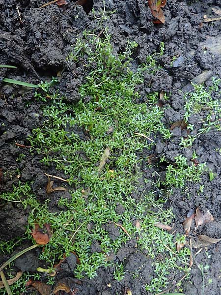 Callitriche platycarpa \ Breitfrchtiger Wasserstern / Various-Leaved Water Starwort, D Zaberfeld-Leonbronn 4.10.2018