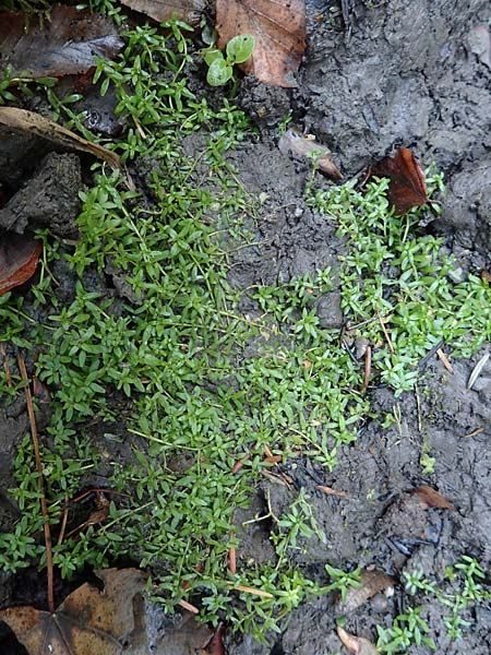 Callitriche platycarpa \ Breitfrchtiger Wasserstern / Various-Leaved Water Starwort, D Zaberfeld-Leonbronn 4.10.2018