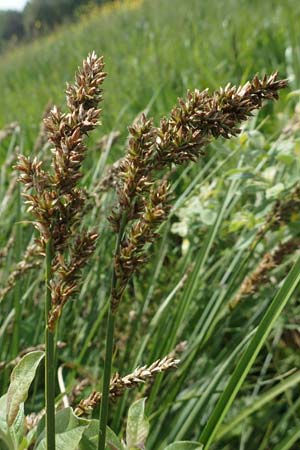 Carex paniculata \ Rispen-Segge, D Dietzenbach 19.5.2019