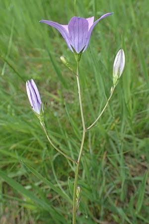 Campanula patula \ Wiesen-Glockenblume, D Odenwald, Grasellenbach 26.5.2019