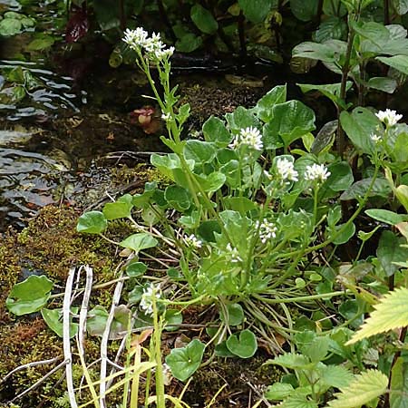 Cochlearia pyrenaica \ Pyrenen-Lffelkraut / Roundfruit Scurvy-Grass, D Almequellen bei/near Brilon 15.6.2019