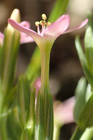 Centaurium pulchellum \ Kleines Tausendgldenkraut / Branched Centaury, D Weinheim an der Bergstraße 25.6.2019