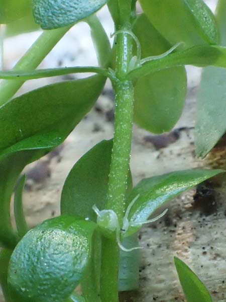 Callitriche platycarpa \ Breitfrchtiger Wasserstern / Various-Leaved Water Starwort, D Zaberfeld-Leonbronn 13.9.2019