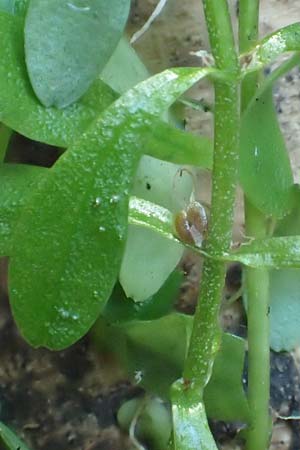 Callitriche platycarpa \ Breitfrchtiger Wasserstern / Various-Leaved Water Starwort, D Zaberfeld-Leonbronn 13.9.2019