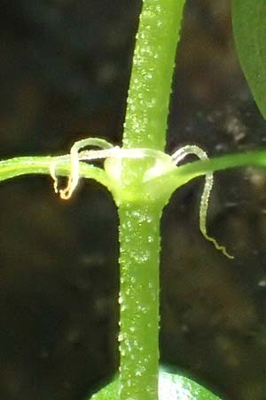 Callitriche platycarpa \ Breitfrchtiger Wasserstern / Various-Leaved Water Starwort, D Zaberfeld-Leonbronn 13.9.2019