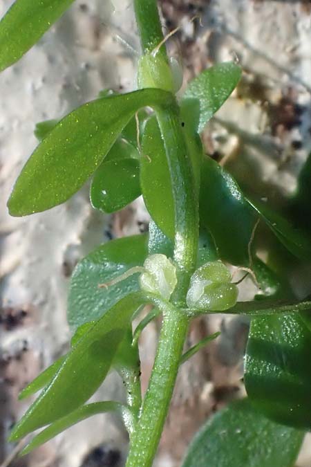 Callitriche platycarpa \ Breitfrchtiger Wasserstern / Various-Leaved Water Starwort, D Zaberfeld-Leonbronn 13.9.2019