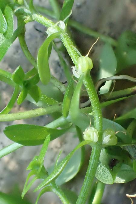 Callitriche platycarpa \ Breitfrchtiger Wasserstern / Various-Leaved Water Starwort, D Zaberfeld-Leonbronn 13.9.2019