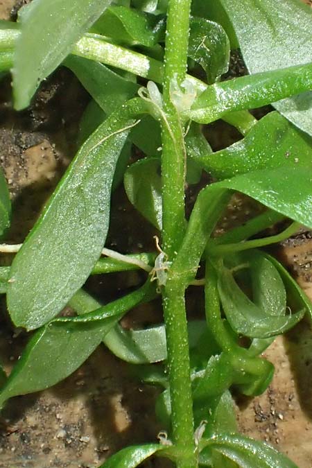 Callitriche platycarpa \ Breitfrchtiger Wasserstern / Various-Leaved Water Starwort, D Zaberfeld-Leonbronn 13.9.2019