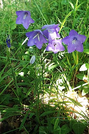 Campanula persicifolia \ Pfirsichblttrige Glockenblume / Peachleaf Bellflower, D Schriesheim 19.5.2020