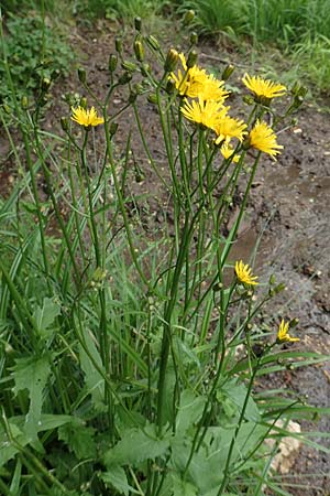 Crepis paludosa \ Sumpf-Pippau, D Neuleiningen 25.5.2020