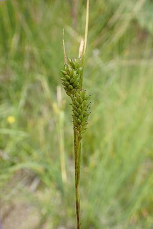 Carex pallescens \ Bleiche Segge / Pale Sedge, D Hunsrück, Börfink 18.7.2020