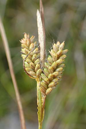 Carex pallescens \ Bleiche Segge / Pale Sedge, D Hunsrück, Börfink 18.7.2020