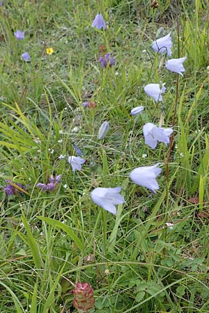 Campanula rotundifolia \ Rundblttrige Glockenblume, D Neuleiningen 6.8.2021