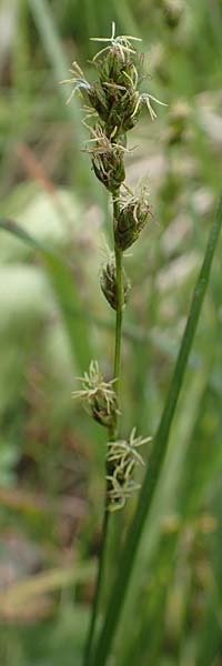 Carex polyphylla \ Unterbrochenhrige Segge, D Bensheim 29.4.2022