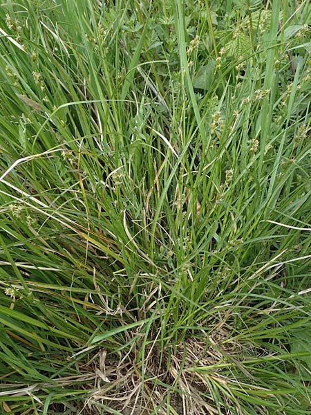 Carex polyphylla \ Unterbrochenhrige Segge / Berkeley Sedge, Grassland Sedge, D Bensheim 29.4.2022