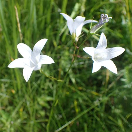 Campanula patula \ Wiesen-Glockenblume, D Thüringen, Erfurt 13.6.2022