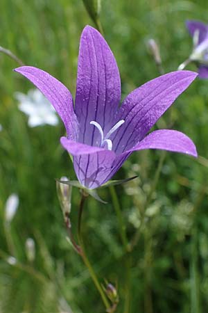 Campanula patula \ Wiesen-Glockenblume, D Thüringen, Erfurt 13.6.2022