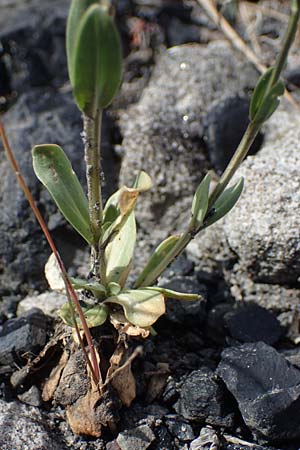 Centaurium erythraea / Common Centaury, D Dorsten 20.6.2022