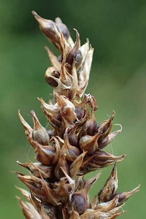 Carex paniculata \ Rispen-Segge, D Stadtallendorf 21.6.2022