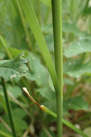 Carex paniculata \ Rispen-Segge / Greater Tussock Sedge, D Stadtallendorf 21.6.2022