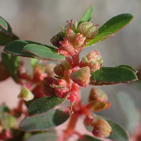 Chamaesyce maculata \ Gefleckte Wolfsmilch / Spotted Spurge, Spotted Sandmat, D Altrip 4.10.2022