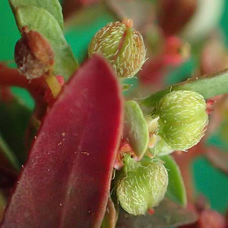 Chamaesyce maculata \ Gefleckte Wolfsmilch / Spotted Spurge, Spotted Sandmat, D Altrip 4.10.2022