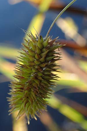 Carex pseudocyperus \ Zypergras-Segge, Scheinzyper-Segge / Cyperus Sedge, D Kehl 29.10.2022