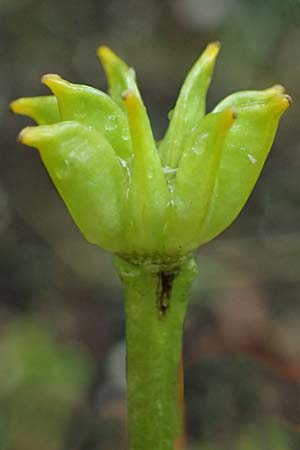 Caltha palustris var. radicans / Rooting Marsh Marigold, D Simmerath 8.5.2023