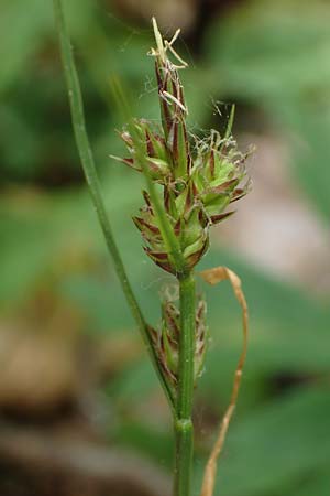 Carex pilulifera \ Pillen-Segge / Pill Sedge, D Höpfingen 20.5.2023