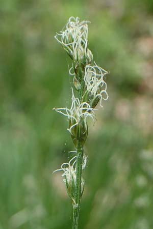 Carex polyphylla \ Unterbrochenhrige Segge, D Höpfingen 20.5.2023