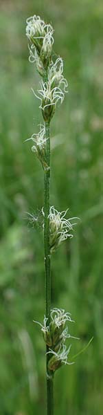 Carex polyphylla \ Unterbrochenhrige Segge, D Höpfingen 20.5.2023