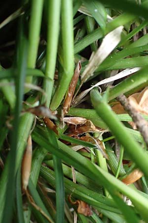 Carex polyphylla \ Unterbrochenhrige Segge, D Höpfingen 20.5.2023