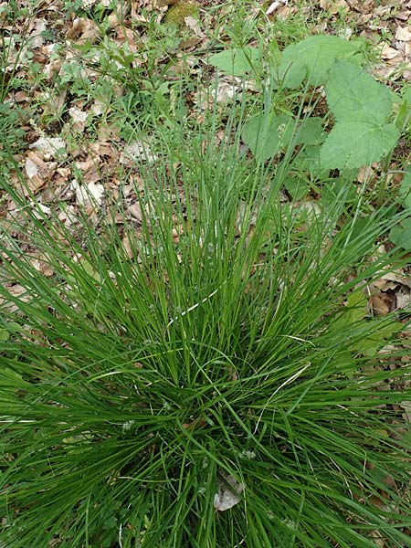 Carex polyphylla \ Unterbrochenhrige Segge, D Höpfingen 20.5.2023