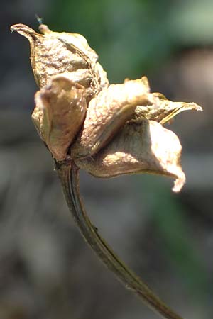 Caltha palustris var. radicans / Rooting Marsh Marigold, D Simmerath 5.6.2023