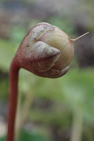 Cyclamen persicum / Florist's Cyclamen, D  14.2.2024