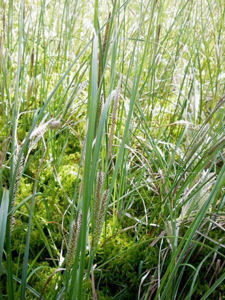 Carex rostrata \ Schnabel-Segge / Bottle Sedge, D Schwarzwald/Black-Forest, Kaltenbronn 8.6.2013