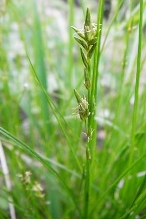 Carex remota \ Winkel-Segge, D Schriesheim-Altenbach 7.5.2015