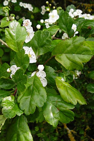 Crataegus laevigata \ Zweigriffeliger Weidorn / Midland Hawthorn, Woodland Hawthorn, D Nüdlingen 9.5.2015