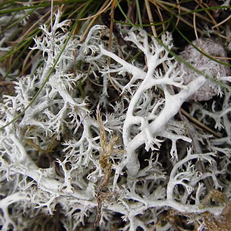 Cladonia rangiferina \ Rentier-Flechte / Reindeer Lichen, D Herborn 16.5.2015