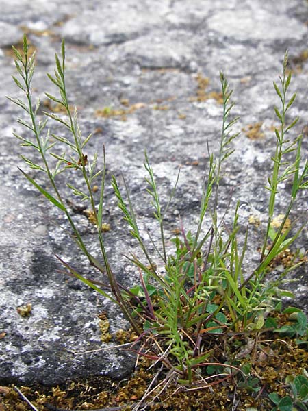 Catapodium rigidum \ Steifgras / Fern Grass, D Mannheim 27.5.2015